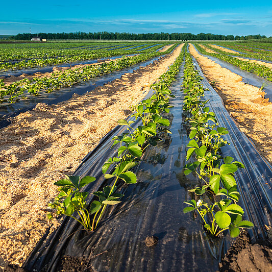 Effectiveness of biocompostable plastics on mulch films